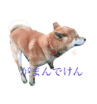 柴犬 ぶー（個別スタンプ：8）