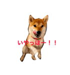 豆柴犬しえるさま 4（個別スタンプ：4）