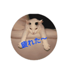 まろにゃんの毎日（個別スタンプ：2）
