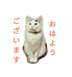 まろにゃんの毎日（個別スタンプ：3）