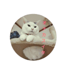 まろにゃんの毎日（個別スタンプ：5）