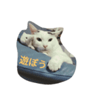 まろにゃんの毎日（個別スタンプ：7）