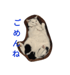 まろにゃんの毎日（個別スタンプ：9）