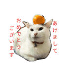 まろにゃんの毎日（個別スタンプ：11）