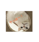まろにゃんの毎日（個別スタンプ：12）