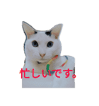 まろにゃんの毎日（個別スタンプ：15）