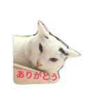 まろにゃんの毎日（個別スタンプ：16）