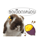 Gonmek the rabbit（個別スタンプ：13）