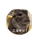 chinchilla STAMP（個別スタンプ：2）