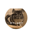 chinchilla STAMP（個別スタンプ：3）