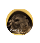 chinchilla STAMP（個別スタンプ：4）