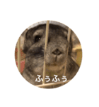 chinchilla STAMP（個別スタンプ：6）