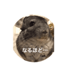 chinchilla STAMP（個別スタンプ：8）