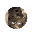 chinchilla STAMP（個別スタンプ：9）