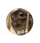 chinchilla STAMP（個別スタンプ：10）