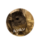 chinchilla STAMP（個別スタンプ：12）