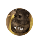 chinchilla STAMP（個別スタンプ：13）