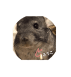 chinchilla STAMP（個別スタンプ：14）