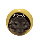 chinchilla STAMP（個別スタンプ：16）