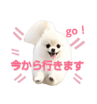 リアルDOG ポメラニアンCOCO まだ赤ちゃん2（個別スタンプ：4）