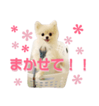 リアルDOG ポメラニアンCOCO まだ赤ちゃん2（個別スタンプ：12）