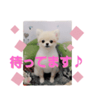 リアルDOG ポメラニアンCOCO まだ赤ちゃん2（個別スタンプ：15）