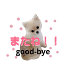 リアルDOG ポメラニアンCOCO まだ赤ちゃん2（個別スタンプ：17）