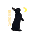 Introducing Black Bunny Oochi（個別スタンプ：7）