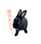 Introducing Black Bunny Oochi（個別スタンプ：22）