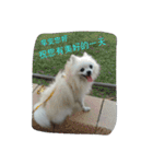 An old dog named Soymilk.（個別スタンプ：1）