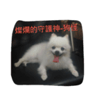 An old dog named Soymilk.（個別スタンプ：2）