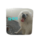 An old dog named Soymilk.（個別スタンプ：12）