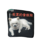 An old dog named Soymilk.（個別スタンプ：14）