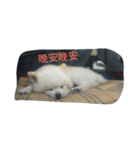 An old dog named Soymilk.（個別スタンプ：16）