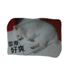 An old dog named Soymilk.（個別スタンプ：17）