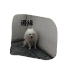 An old dog named Soymilk.（個別スタンプ：20）