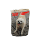 An old dog named Soymilk.（個別スタンプ：21）