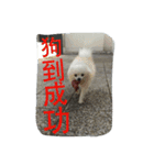 An old dog named Soymilk.（個別スタンプ：22）