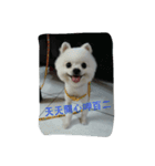 An old dog named Soymilk.（個別スタンプ：24）