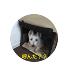 ☆愛されシュシュの日常☆②（個別スタンプ：2）