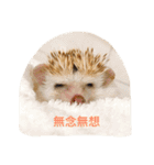 NENEs DIARY（個別スタンプ：1）