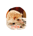 NENEs DIARY（個別スタンプ：3）