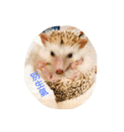 NENEs DIARY（個別スタンプ：6）