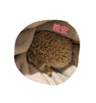 NENEs DIARY（個別スタンプ：10）