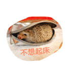 NENEs DIARY（個別スタンプ：15）