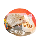 NENEs DIARY（個別スタンプ：16）