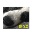 世界で一番かわいいボーダーコリー（個別スタンプ：14）