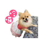 Mimi the cute Pomeranian(2)（個別スタンプ：1）