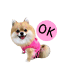 Mimi the cute Pomeranian(2)（個別スタンプ：2）