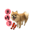Mimi the cute Pomeranian(2)（個別スタンプ：3）